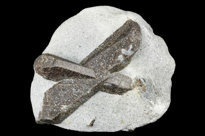 Twinned Staurolite Cross In Mica-Schist - Pestsovye Keivy, Russia #175677